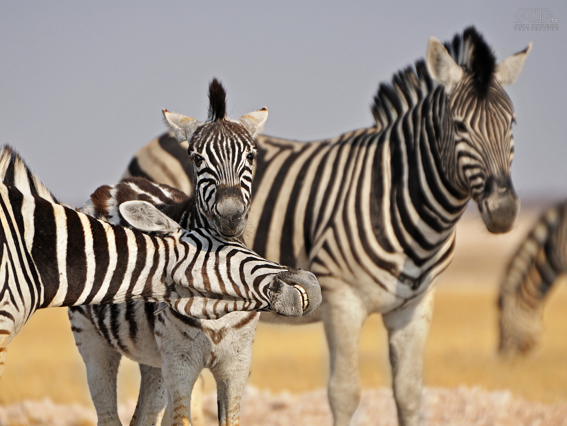 Etosha - Zebra's  Stefan Cruysberghs